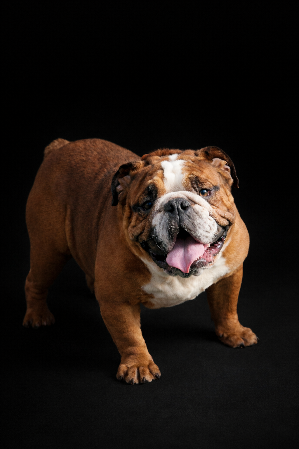 French bulldog with brindle coat wearing blue beaded necklaces against a dark background