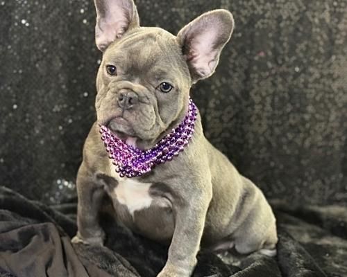 Small gray French bulldog wearing a purple beaded necklace, sitting on a dark blanket against a mottled backdrop