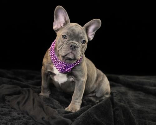 French bulldog wearing a purple polka-dot bandana, sitting on a black blanket against a black background