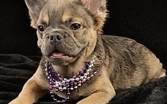 Small tan French bulldog puppy wearing purple beads on a black blanket