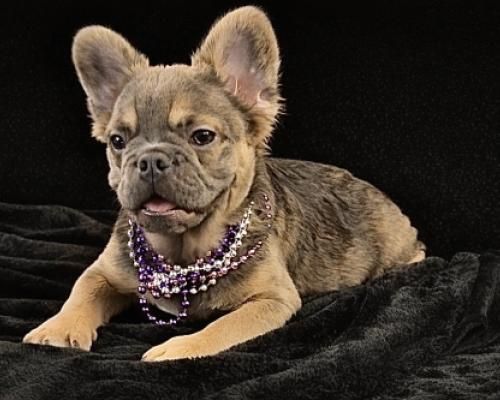 Small tan French bulldog wearing a purple beaded necklace лежing on a black blanket, facing forward.