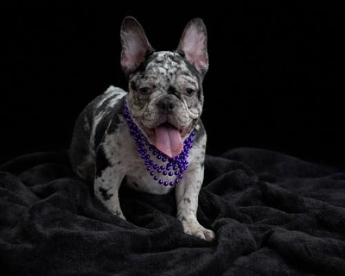 Merle French bulldog wearing purple beads, standing on a dark blanket against a black background