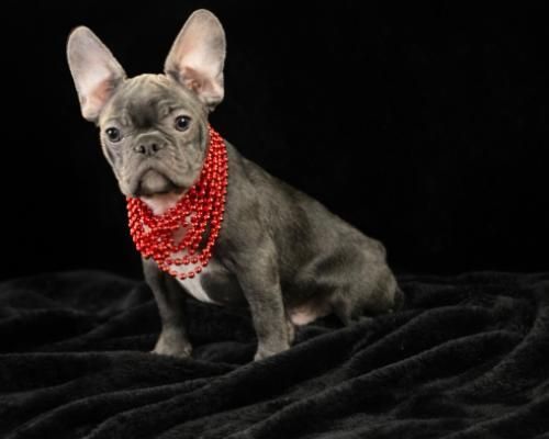 Gray French Bulldog puppy wearing a red polka-dot bandana, sitting on black fabric against a black background