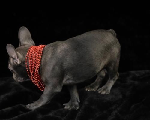 Black French bulldog wearing a red beaded necklace on a black background