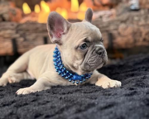 French bulldog puppy wearing a blue beaded collar леж on a dark rug by a fireplace