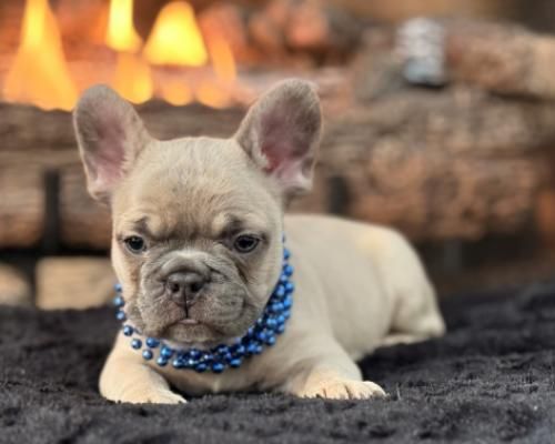 Small tan French bulldog puppy wearing a blue beaded collar лежing on a dark blanket before a fireplace.