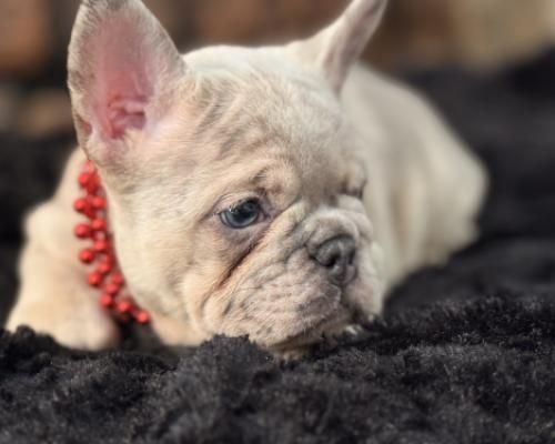 Cream-colored French bulldog puppy lying on a black blanket, wearing a red beaded collar