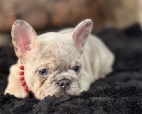 Cream French bulldog puppy wearing a red beaded collar, lying on a dark blanket and looking at the camera.
