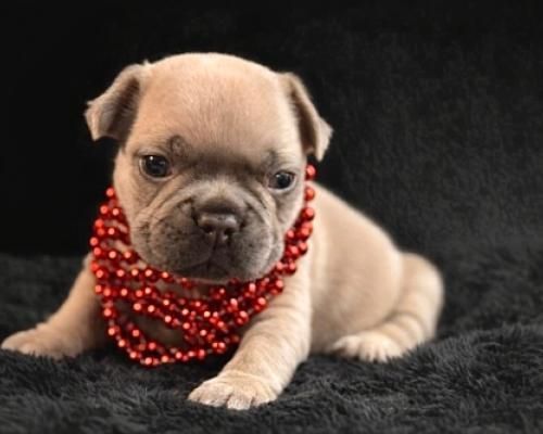 Small tan pug puppy wearing a red beaded necklace on a black fuzzy background