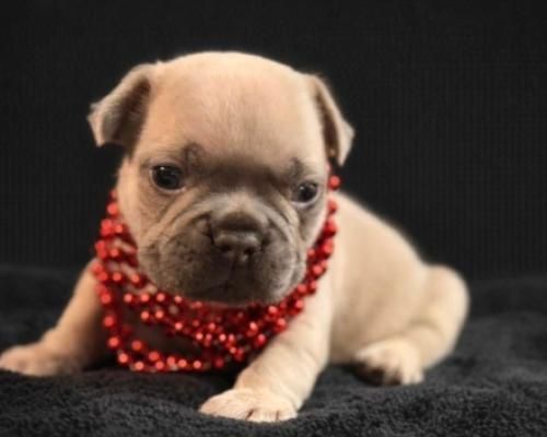 Tan pug puppy wearing a red beaded necklace on a black background