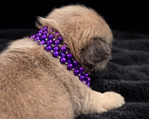 Small tan puppy wearing a purple beaded necklace, lying on a black blanket.