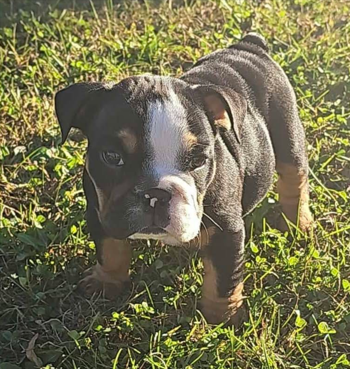 Small black-and-tan puppy standing in grass, looking at the camera.