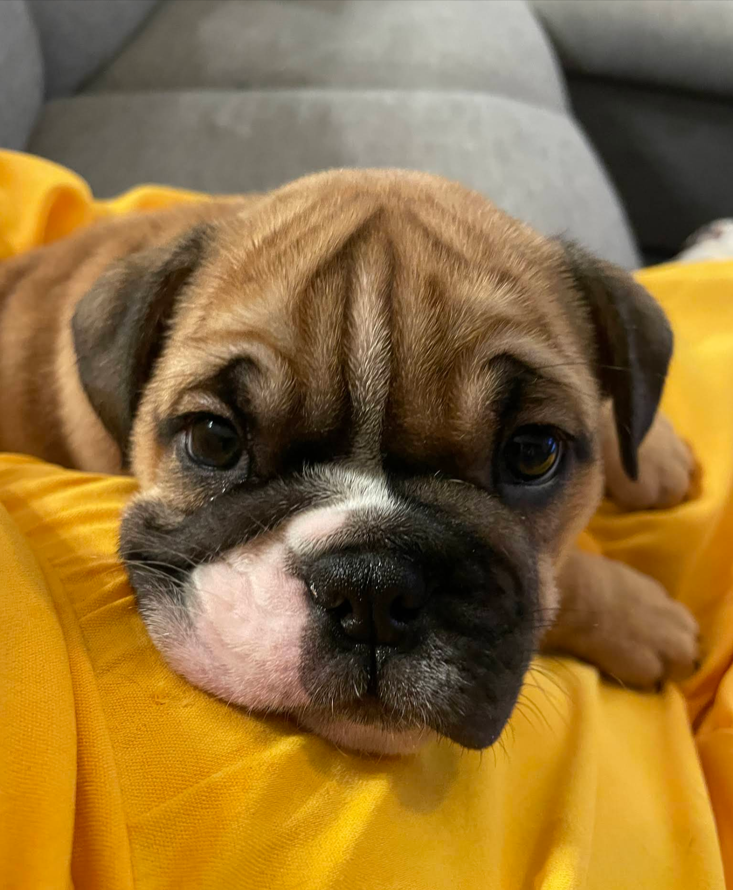 Sleepy brown-and-black puppy resting on a yellow blanket with its chin down.