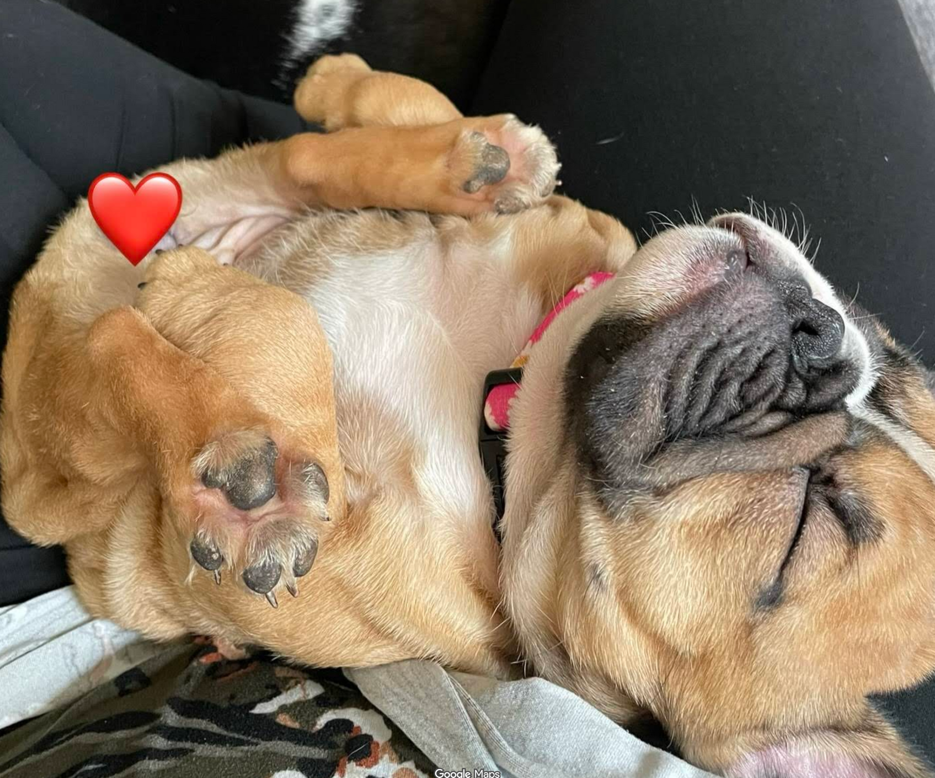 Sleeping tan pug on its back in a car seat, paws up and wearing a pink harness