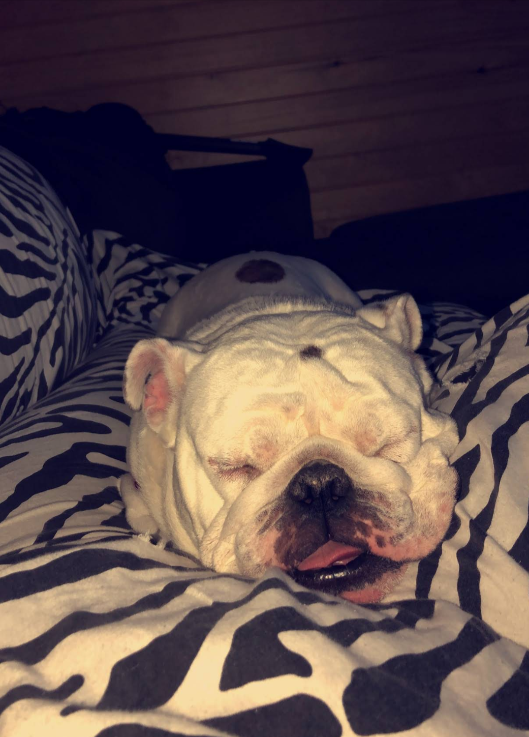 Sleeping bulldog on a zebra-print blanket, wearing a gray hooded sweater.