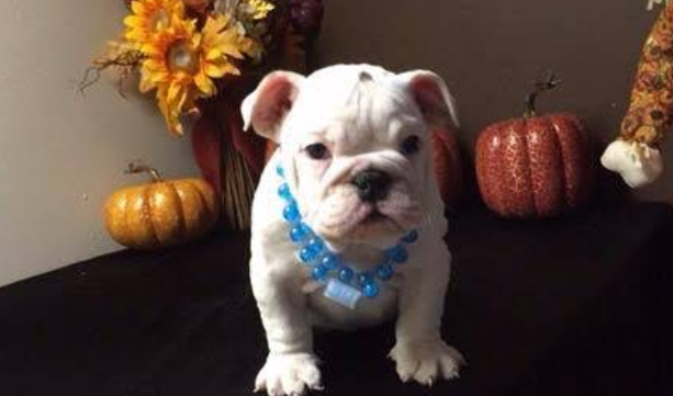 White bulldog puppy wearing a blue beaded necklace, posing on a dark surface with autumn pumpkins and flowers.