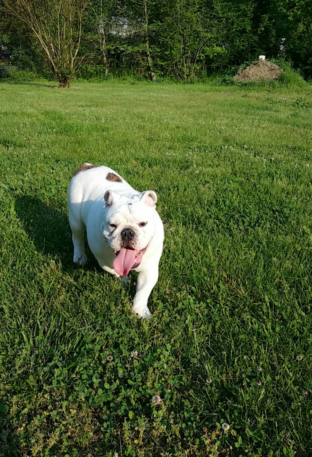 White bulldog running on green grass with tongue out in a wooded park