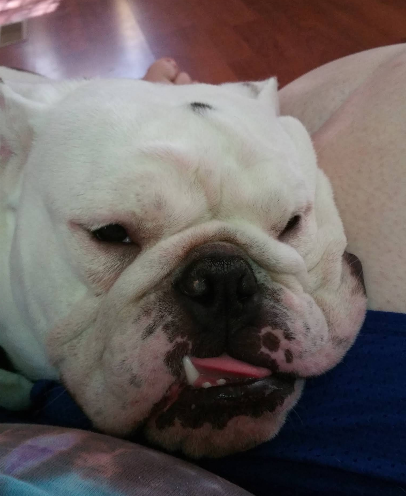 Sleepy white bulldog resting with eyes closed, tongue slightly out, on a blue blanket.