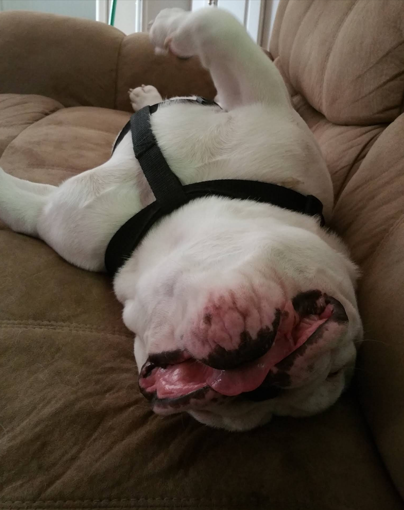 White dog wearing a black harness lies upside down on a brown couch, tongue out and paws in the air