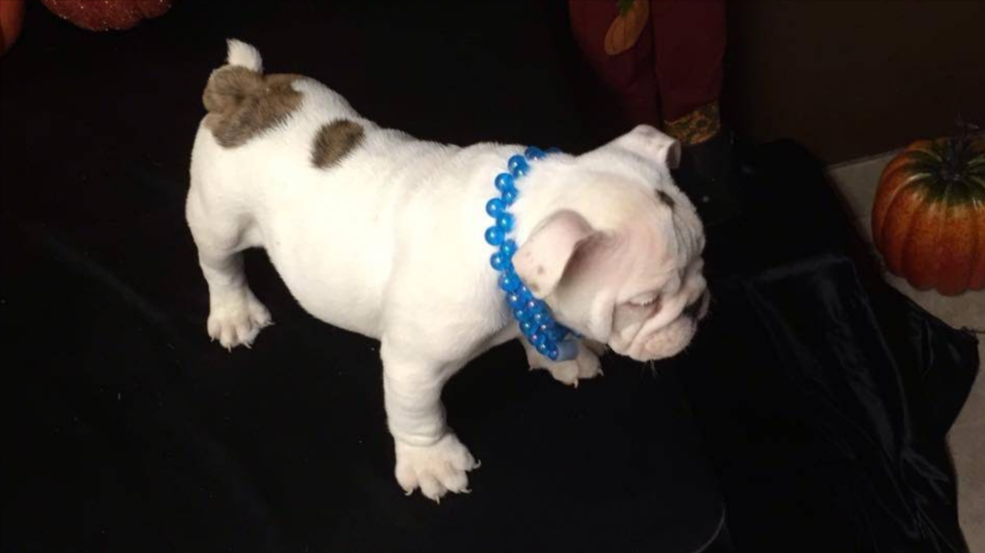 White bulldog puppy with brown spots wearing a blue collar, standing on a dark surface indoors.