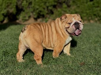 Bulldog standing on grass with mouth open and tongue out in a sunny outdoor setting