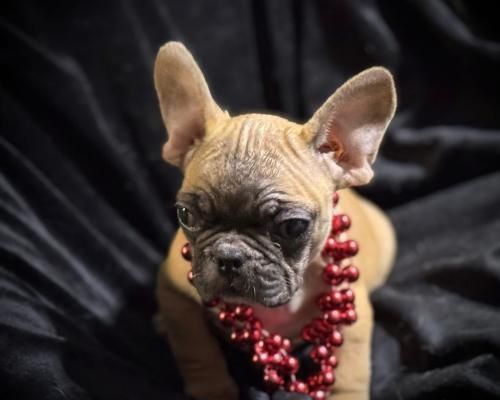 Tan French bulldog wearing a red beaded necklace against a black draped background