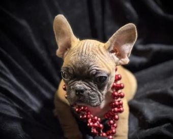 Tan French bulldog wearing a red beaded necklace against a black draped background