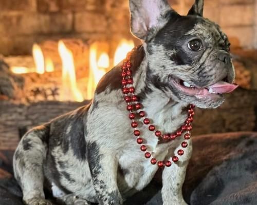 Merle French bulldog wearing red beads, sitting by a fireplace with flames glowing behind it.