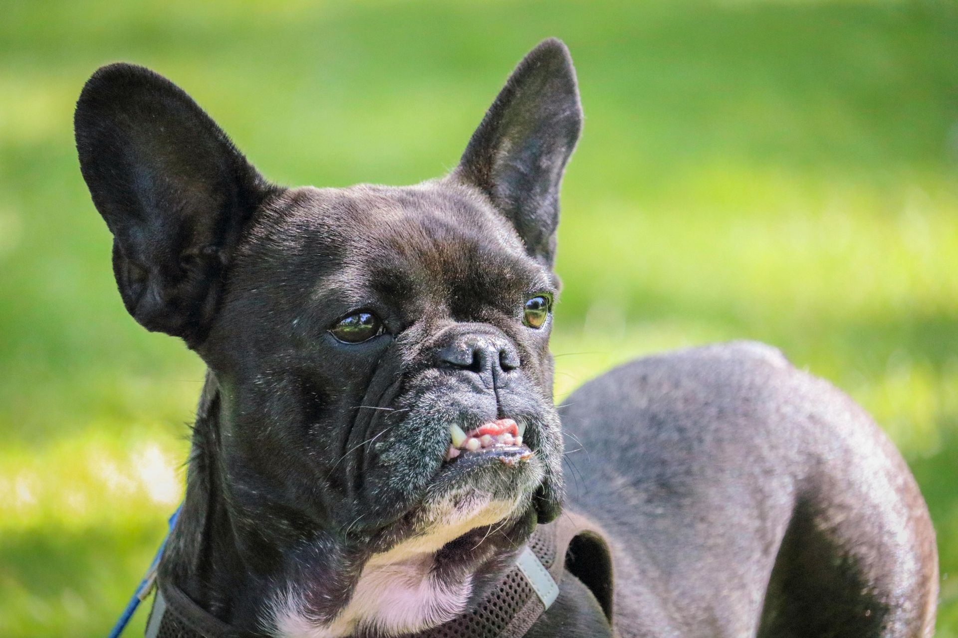 Black French bulldog standing on grass, looking alert with ears upright in sunlight.