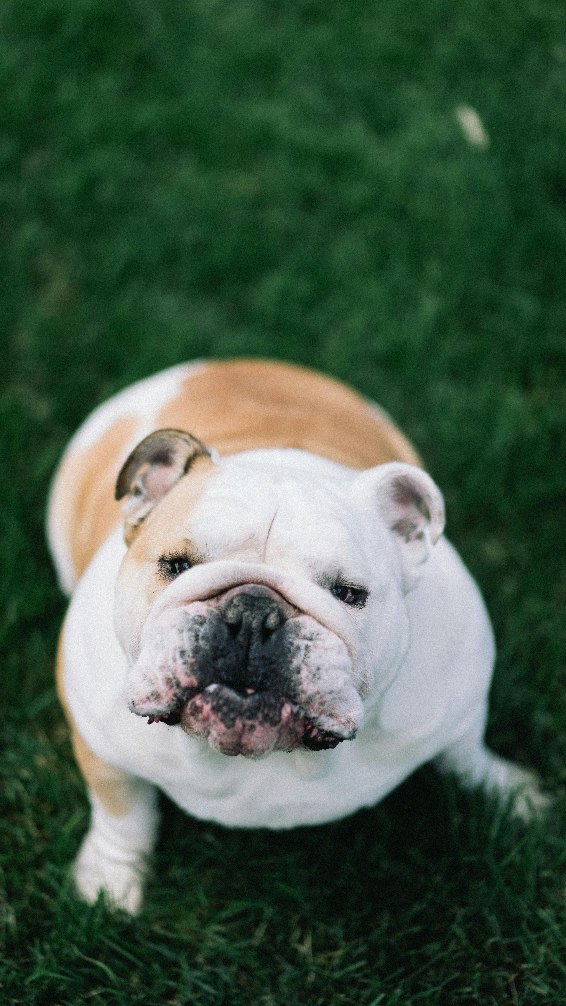 White and tan bulldog sitting on grass, looking up at the camera.
