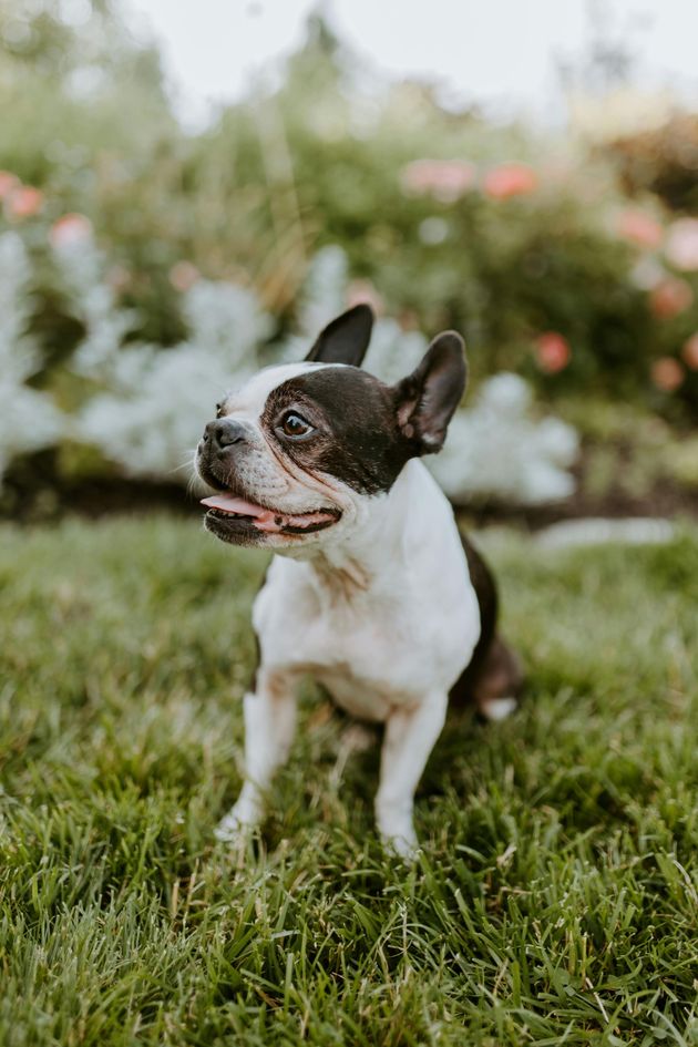 Small black-and-white dog standing in grass, looking left in a garden
