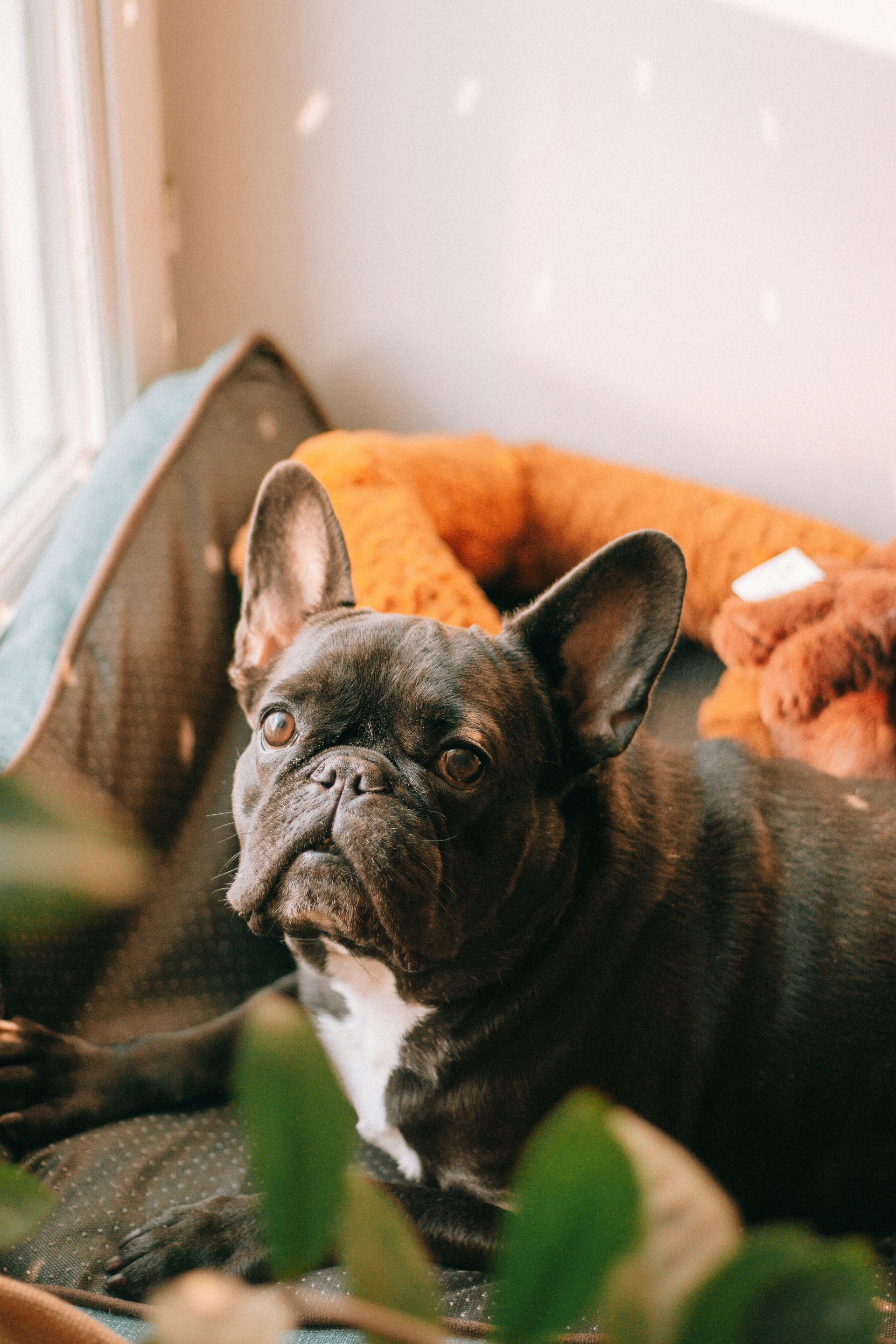 Black French bulldog sitting on a couch beside an orange pillow, with a plant in the foreground