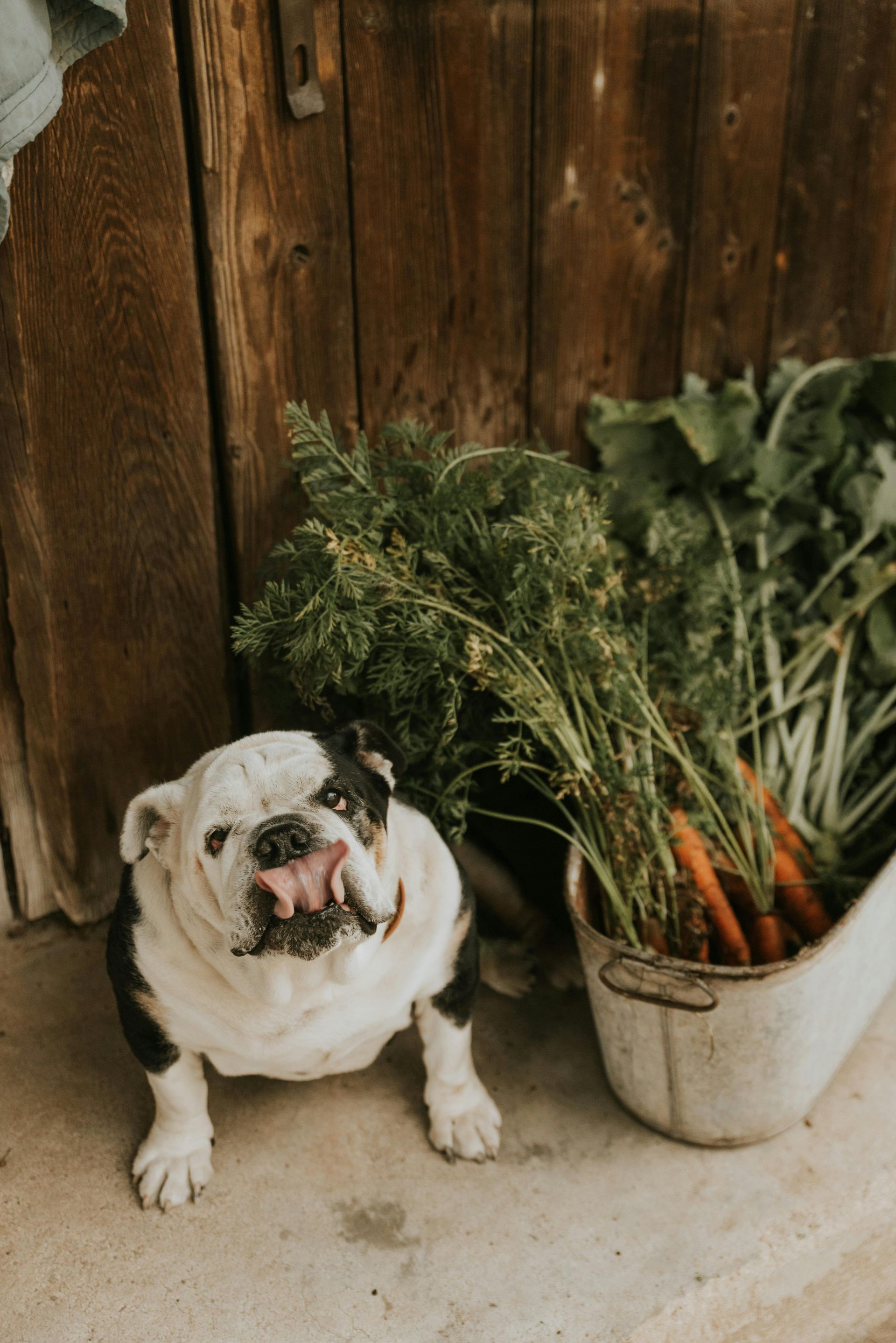 Bulldog sitting beside a pot of leafy greens against a rustic wooden wall
