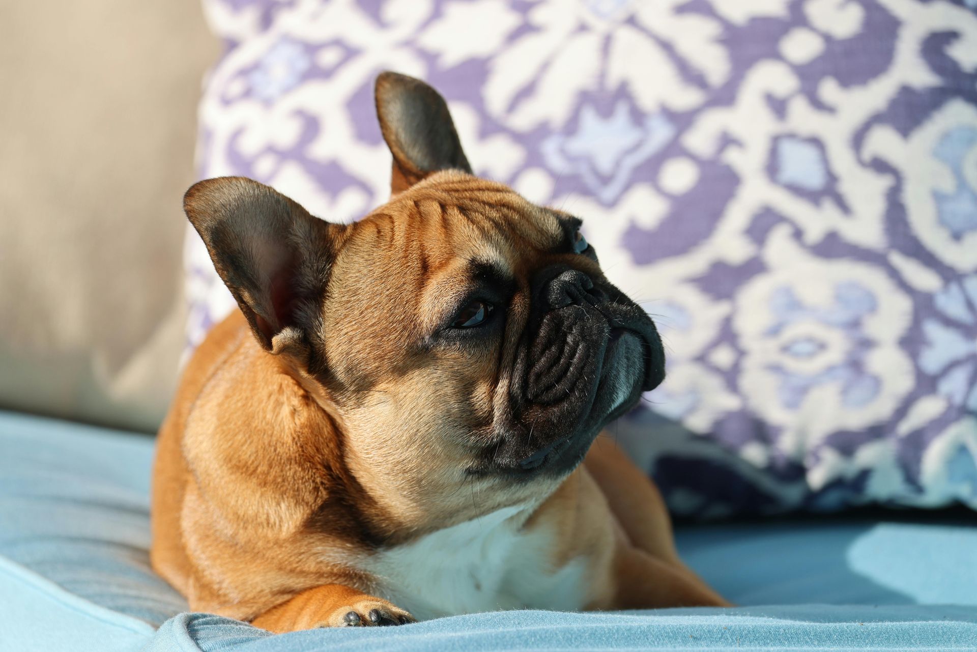 Brown French bulldog resting on a blue couch, with a patterned pillow behind it