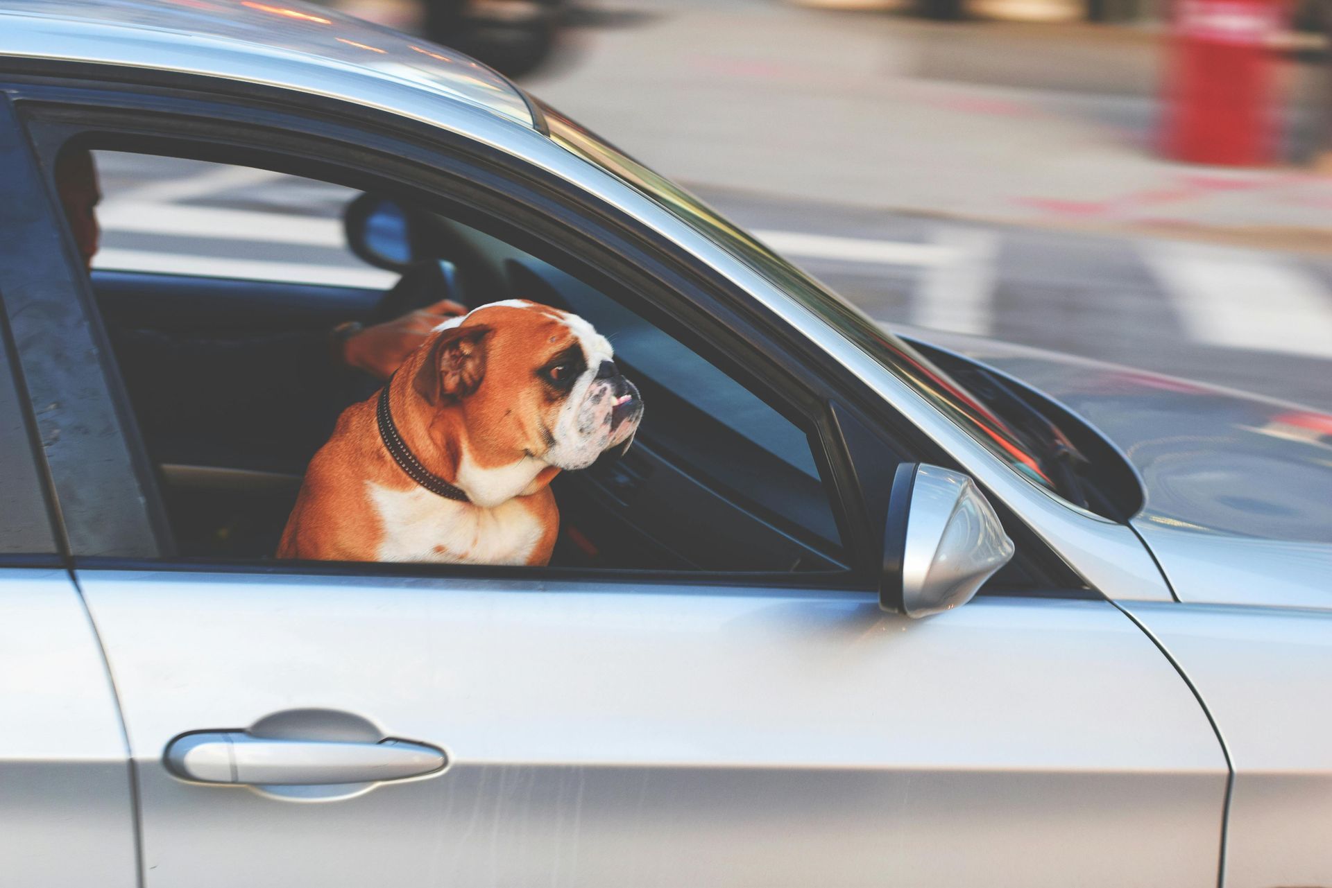Brown-and-white dog looking out a car window as the car moves on a city street