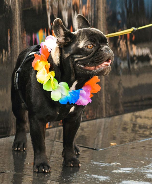 Black French bulldog wearing a colorful flower lei and standing on a wet floor, looking up.