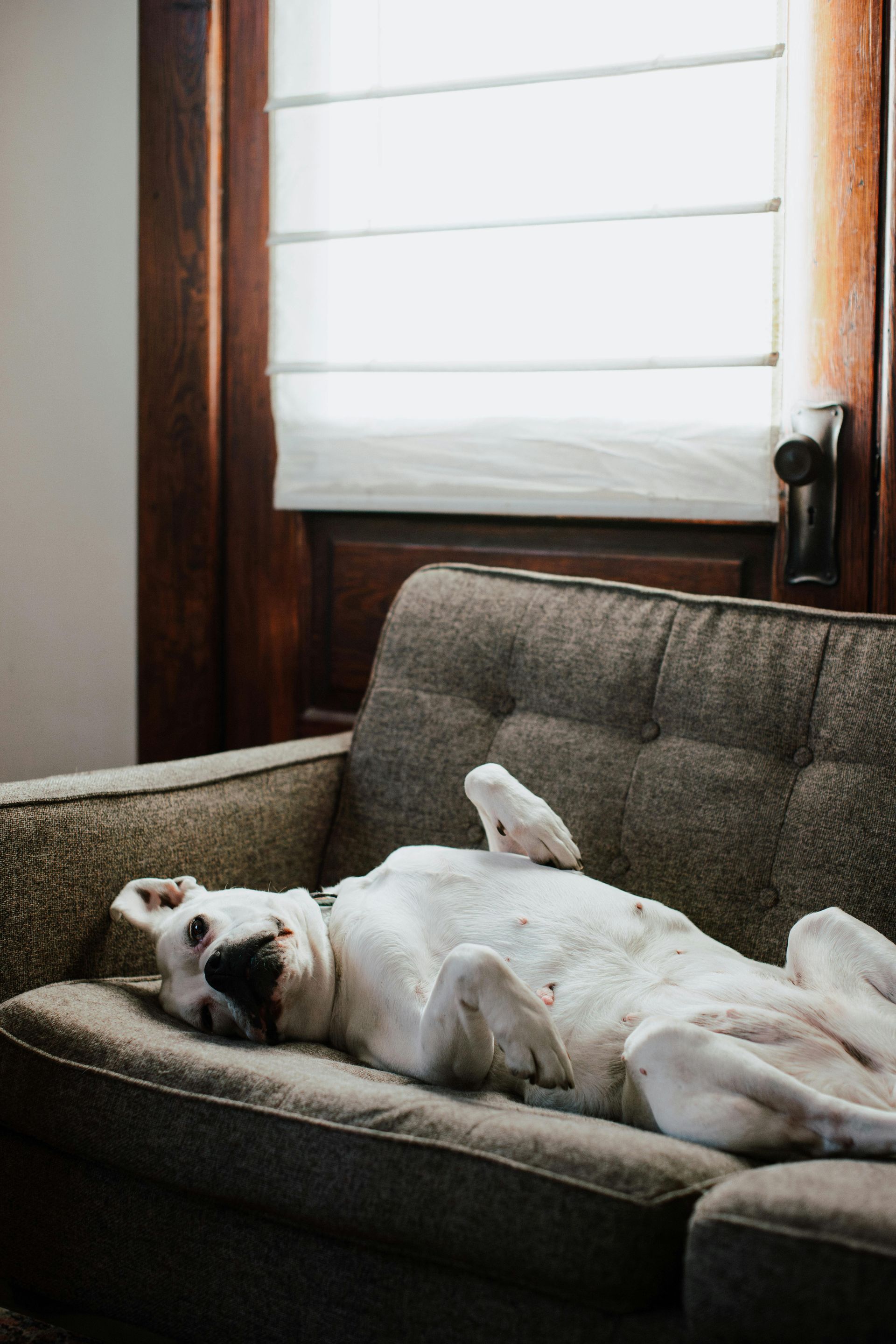 White dog lounging belly-up on a gray couch by a window with blinds.