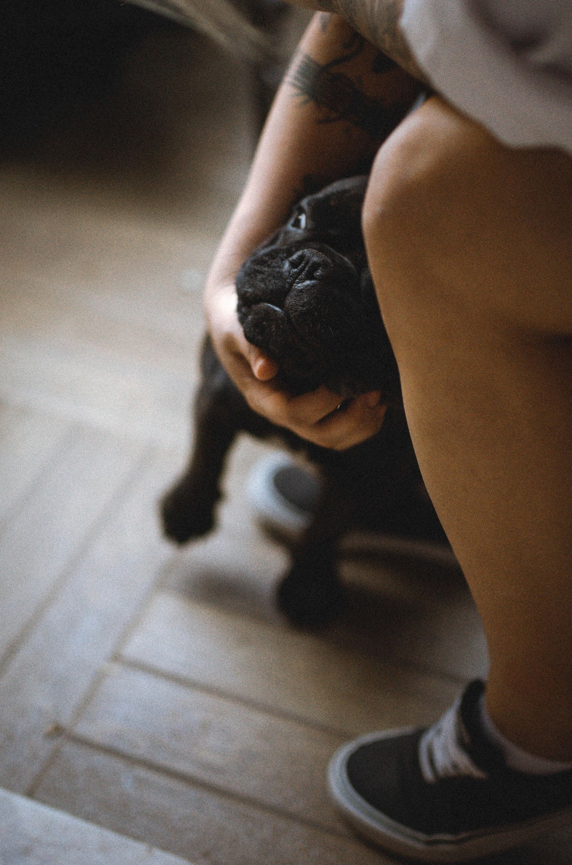 Person petting a small black dog on a tiled floor, with a sneaker visible nearby