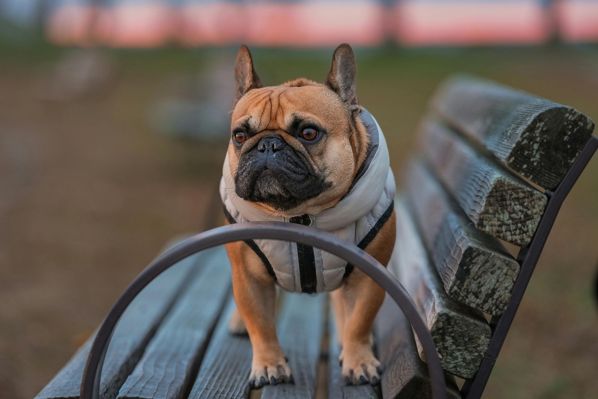 French bulldog standing on a park bench, looking at the camera, with blurred greenery behind.