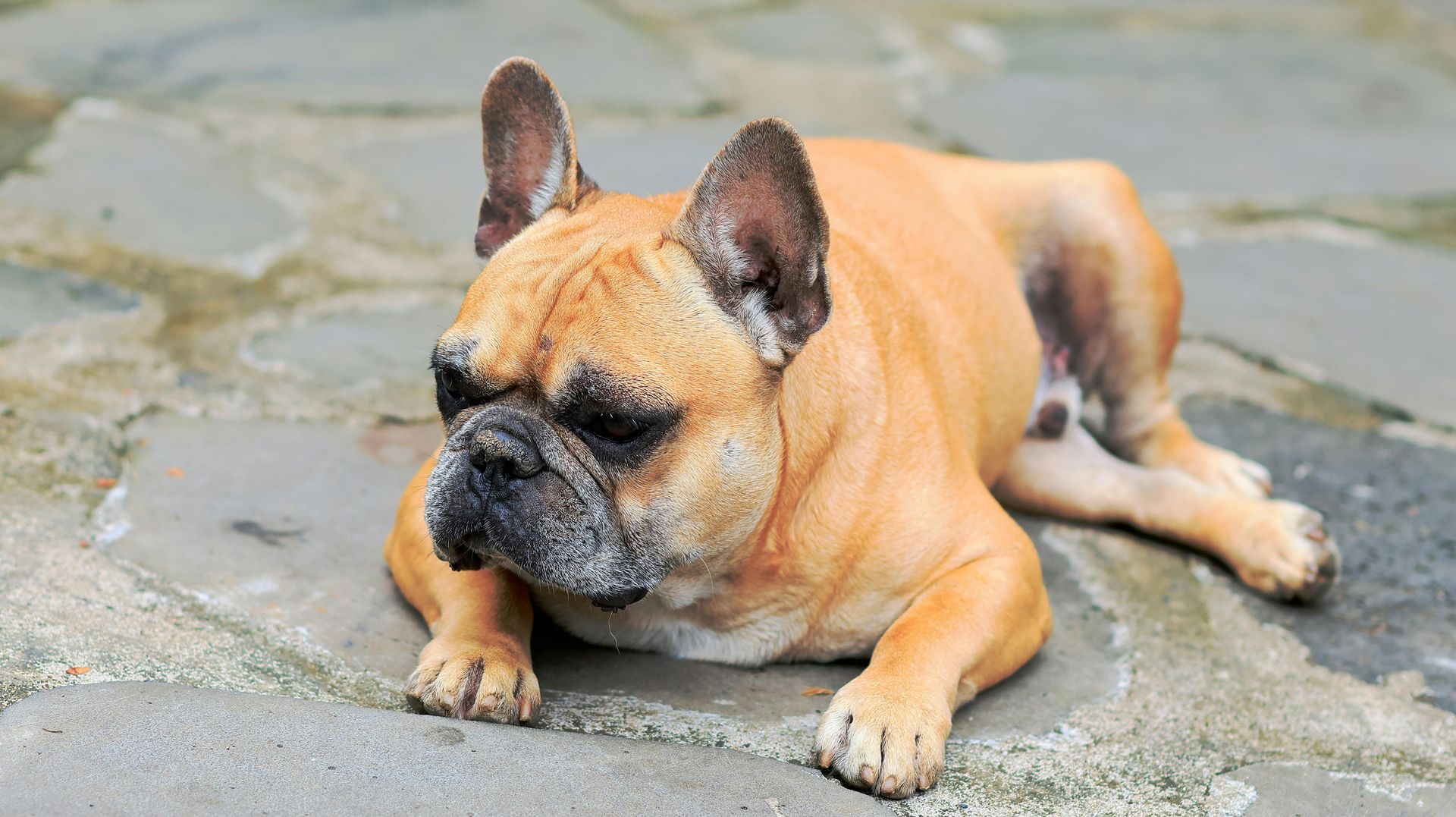 French bulldog lying on a stone pavement, tan with a black face, looking relaxed