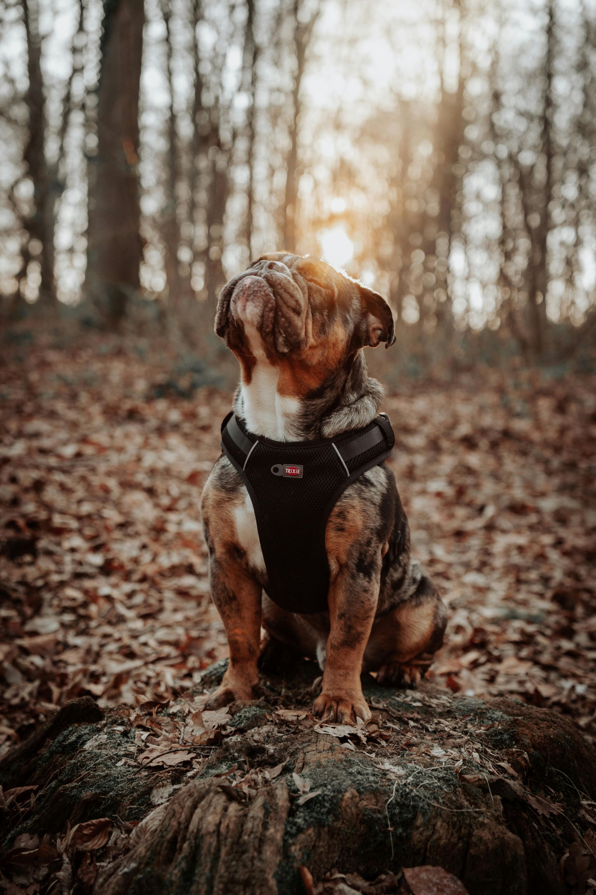Brown-and-white dog sitting on a mossy log in a forest, with autumn leaves and soft sunlight behind it