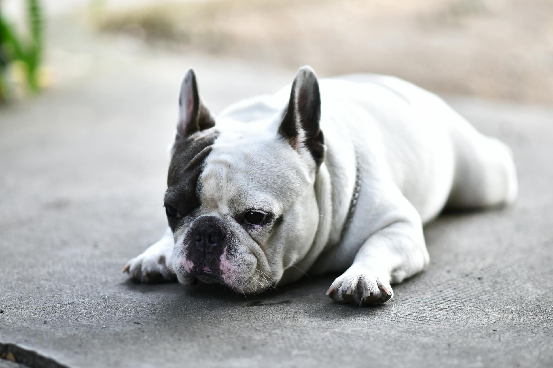 White and black French bulldog lying on pavement, resting with head down