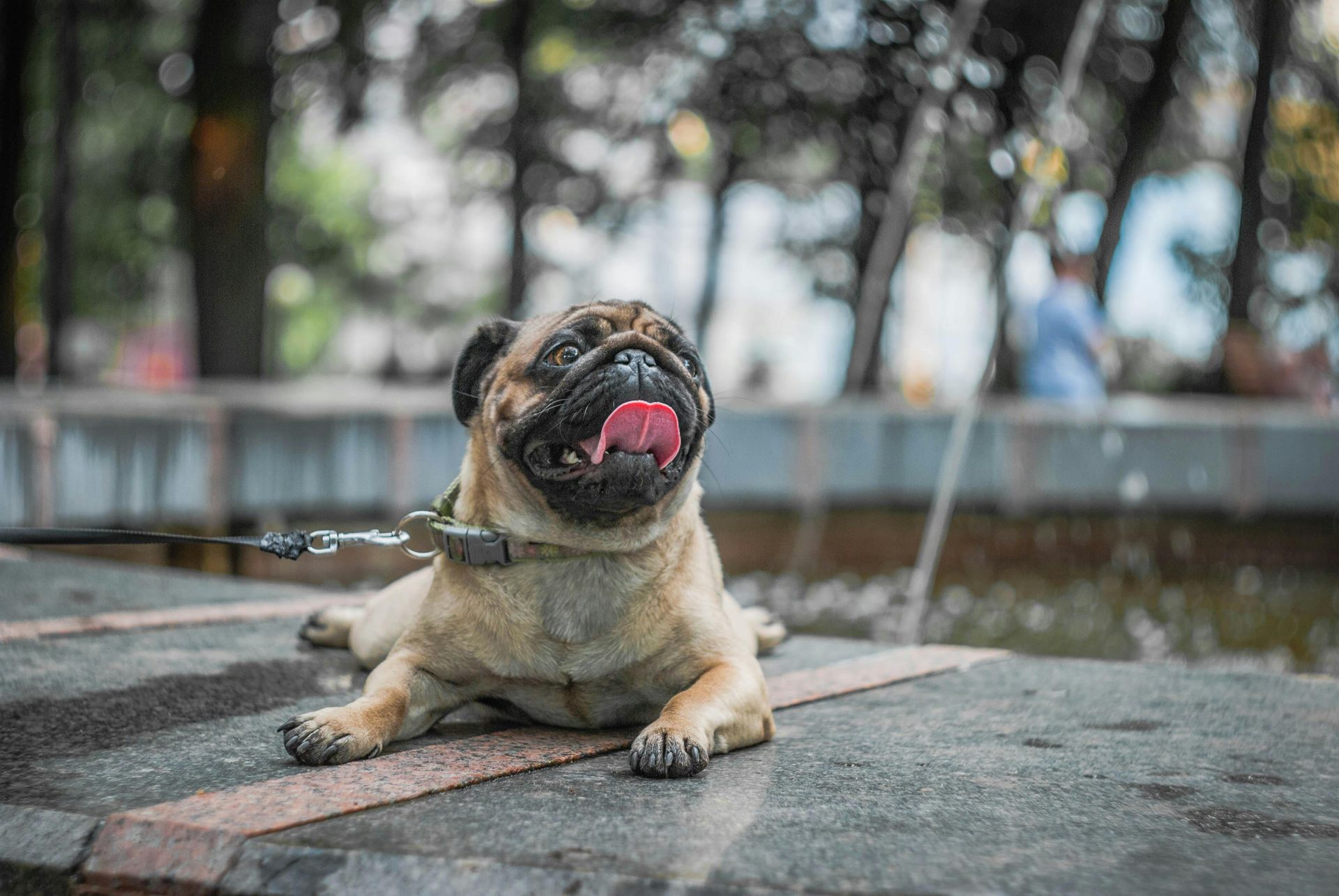 Pug lying on a wet stone fountain ledge with its tongue out, outdoors in a park-like setting