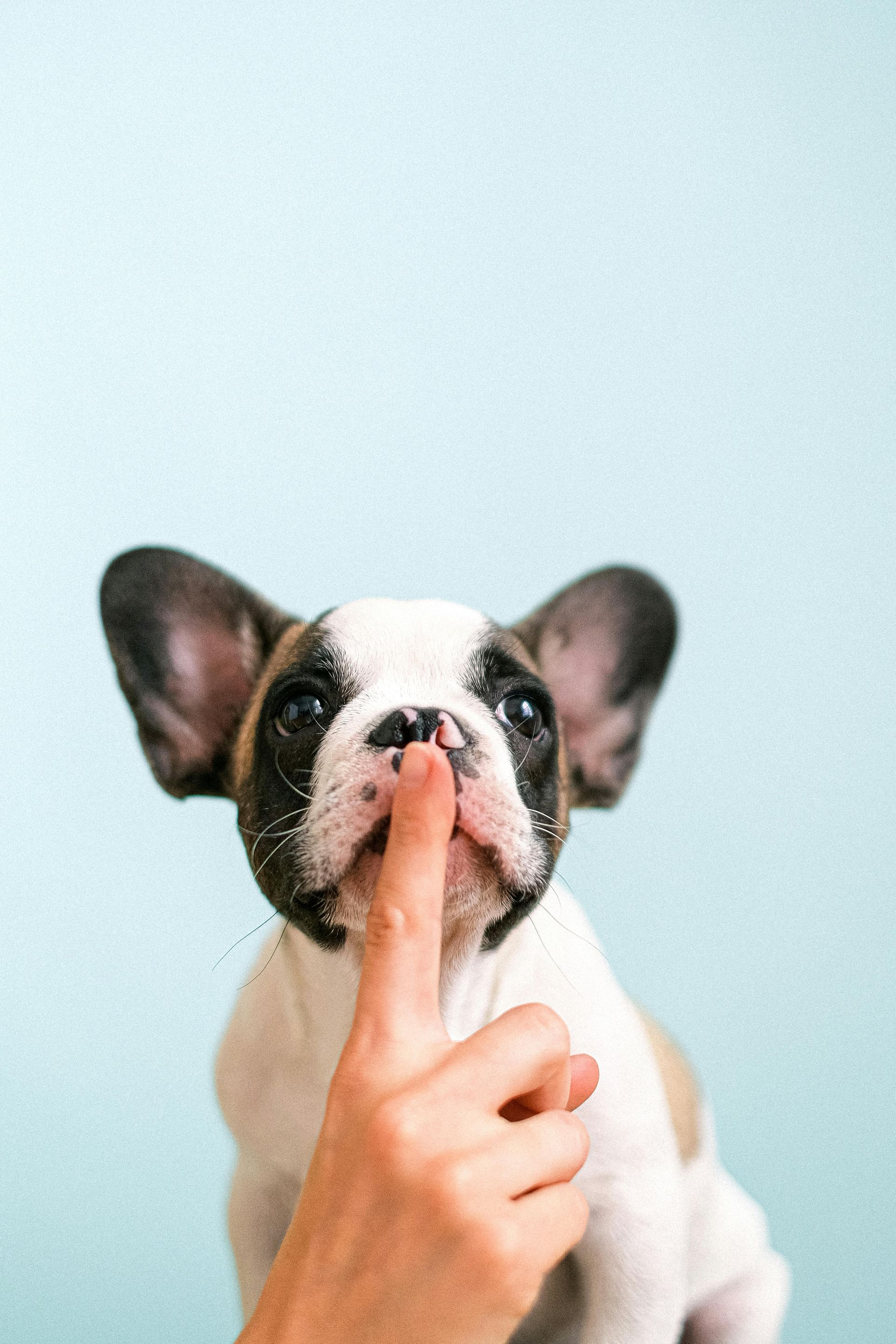 Small black-and-white puppy with a finger touching its nose against a pale blue background