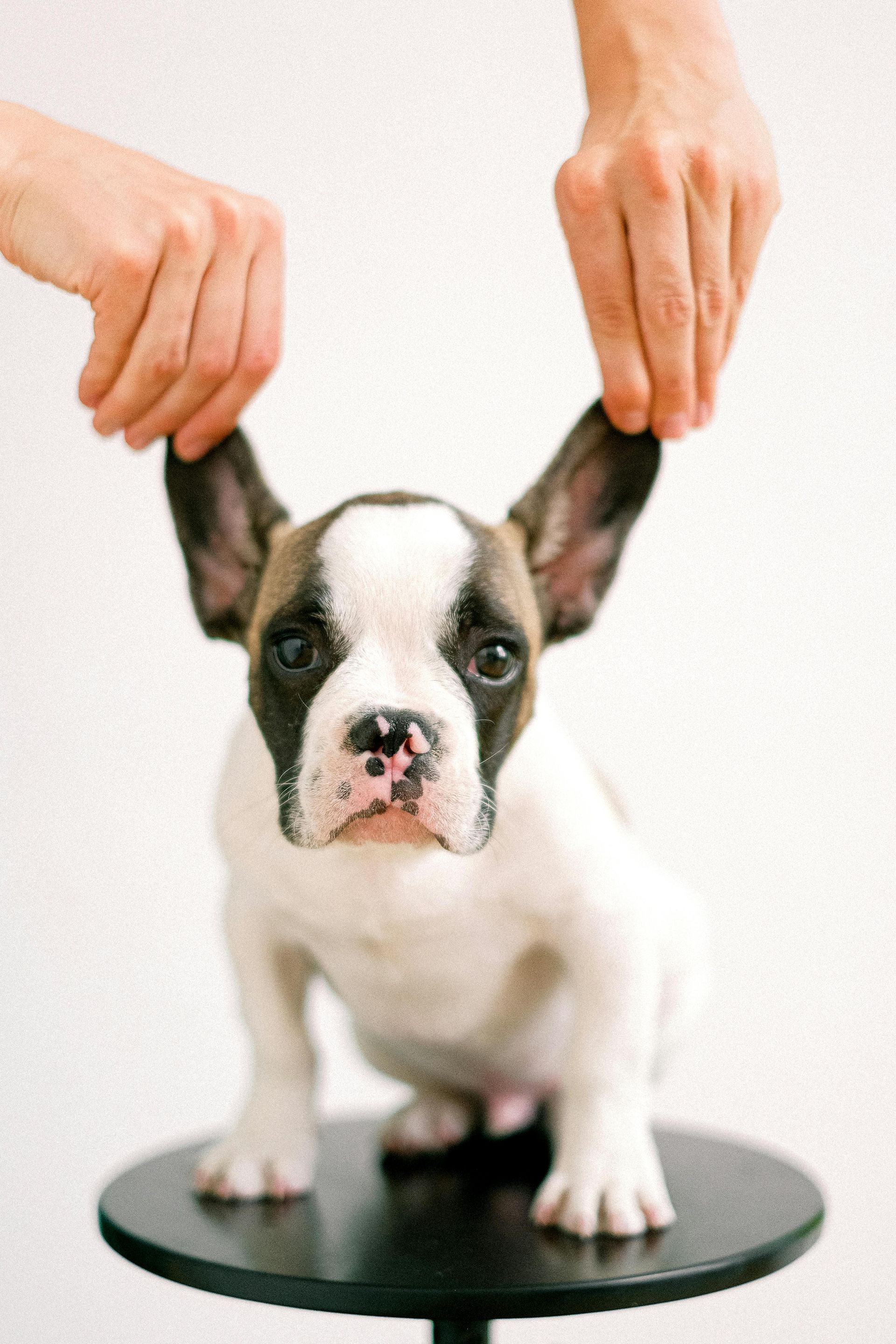 Small black-and-white puppy on a scale, with hands holding up its ears.