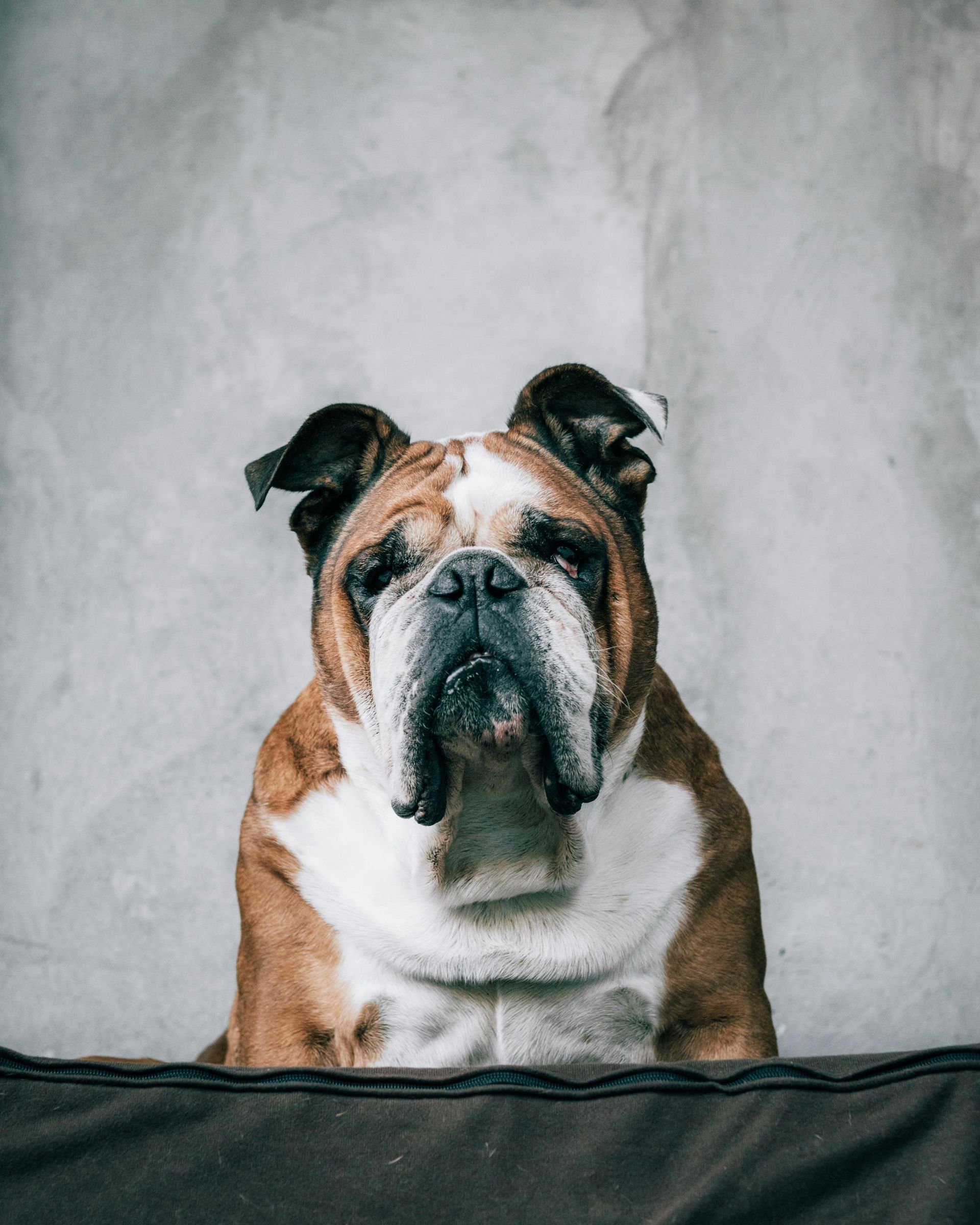 Bulldog sitting against a gray wall, black-and-white fur with a wrinkled face.