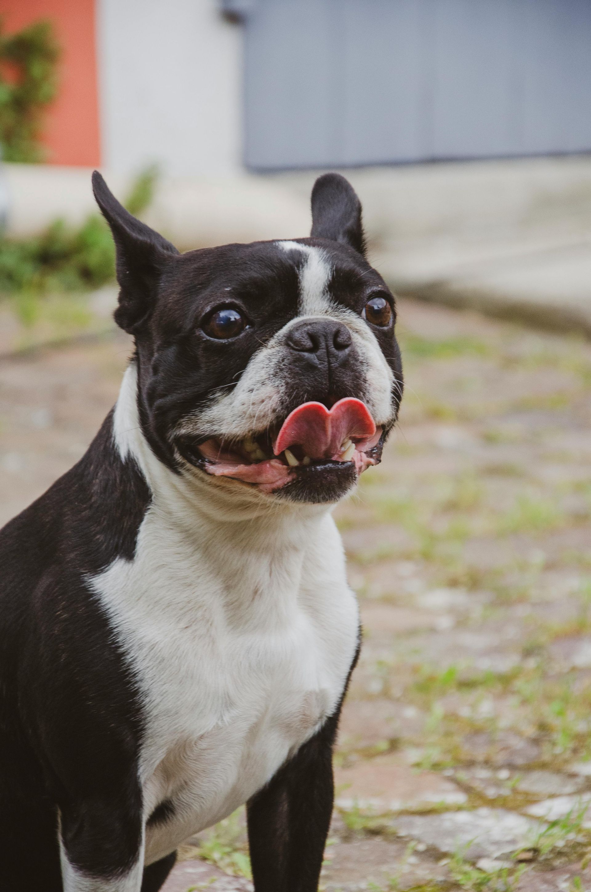 Black and white Boston terrier sitting outdoors with tongue out on a cobblestone path.