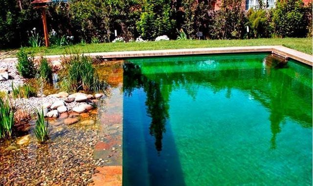 Una gran piscina llena de agua verde en un patio trasero.
