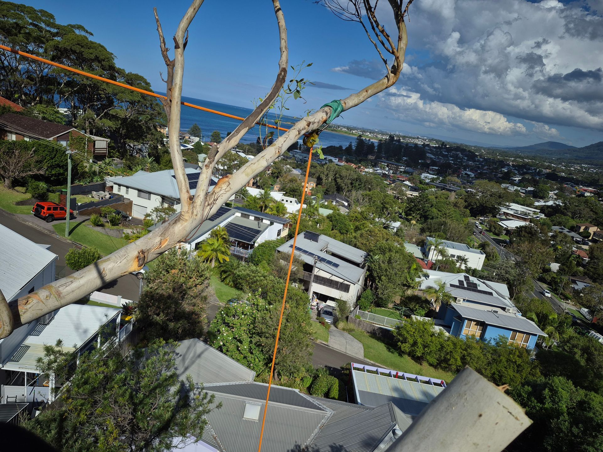 Tree branch being cut; ropes and equipment visible, houses and ocean in the background.