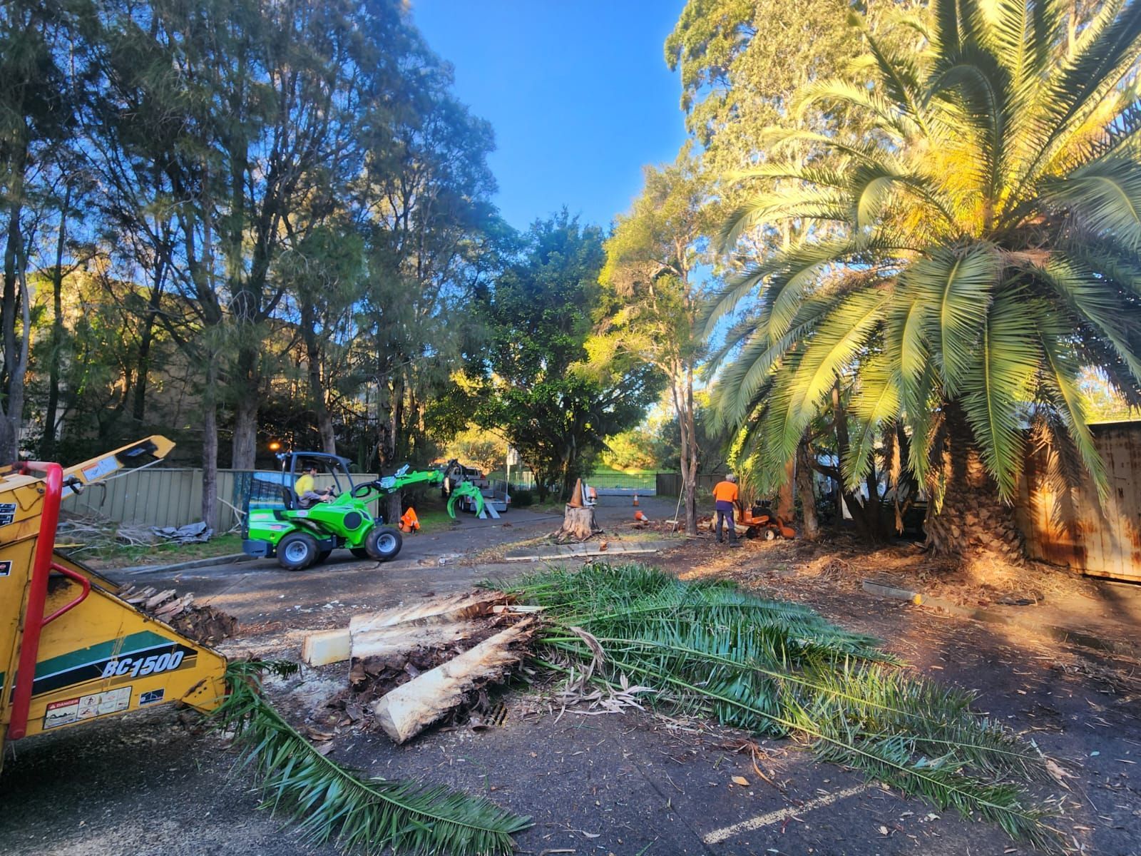 Arborist atop a tall tree trunk, sawing it down. Blue sky, residential background.